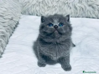 Británico de Pelo Largo gatos BRITISH AZULES Y LILACS - Anuncio 15