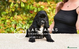 Cocker Spaniel Inglés perros en venta: Cachorros de cocker spaniel inglés disponibles.  - Imagen 4