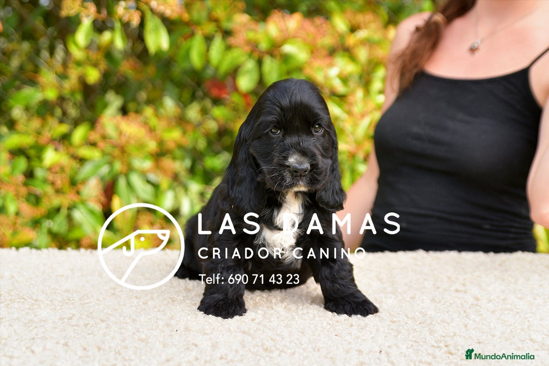 Cocker Spaniel Inglés perros en venta: Cachorros de cocker spaniel inglés disponibles.  - Imagen 4