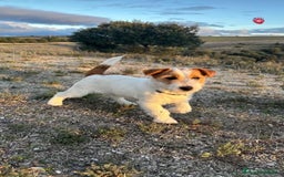 Jack Russell Terrier perros en venta: Camada de Jack Russell terrier - Imagen 3