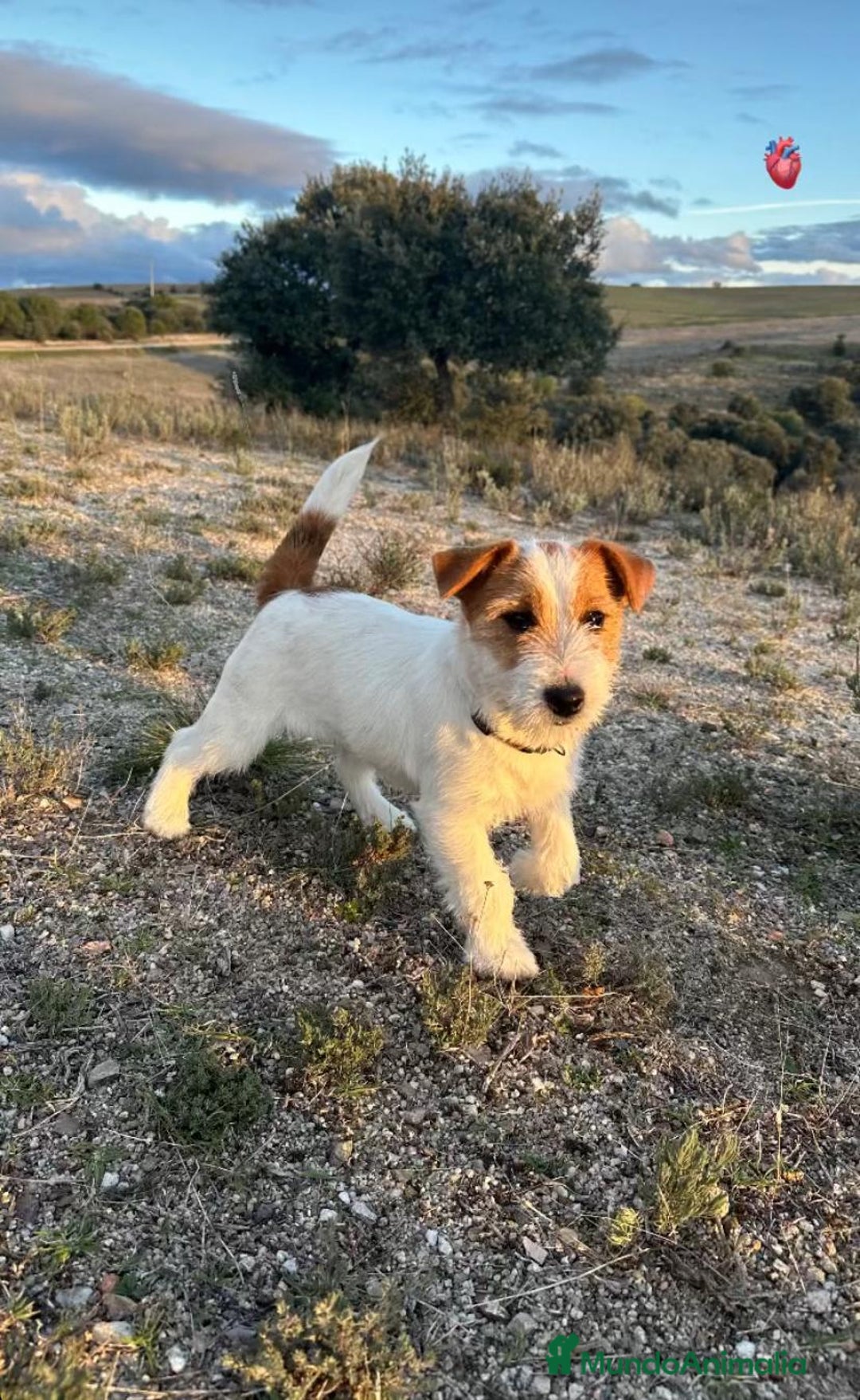 Jack Russell Terrier perros en venta: Camada de Jack Russell terrier - Imagen 3