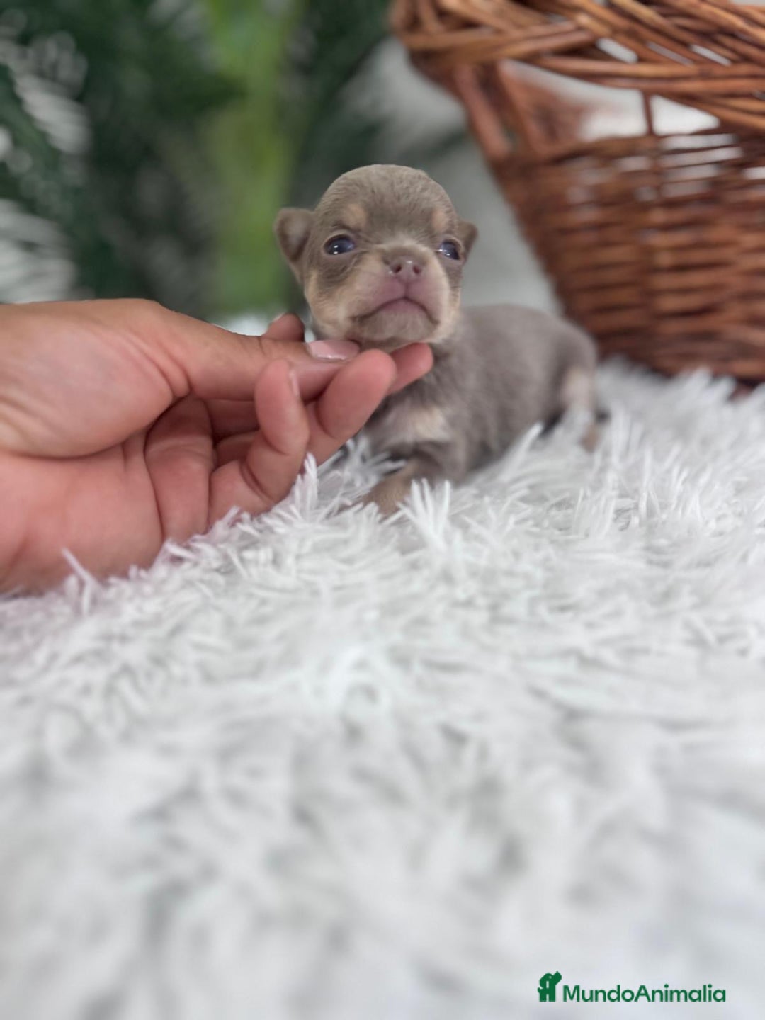 Chihuahua perros en venta: CHIHUAHU LILAC AND TAN - Imagen 10