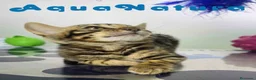 Bengalí gatos en venta: Bengali Macho de Bengala y Marbel 1890 AQUANATURA - Anuncio 5