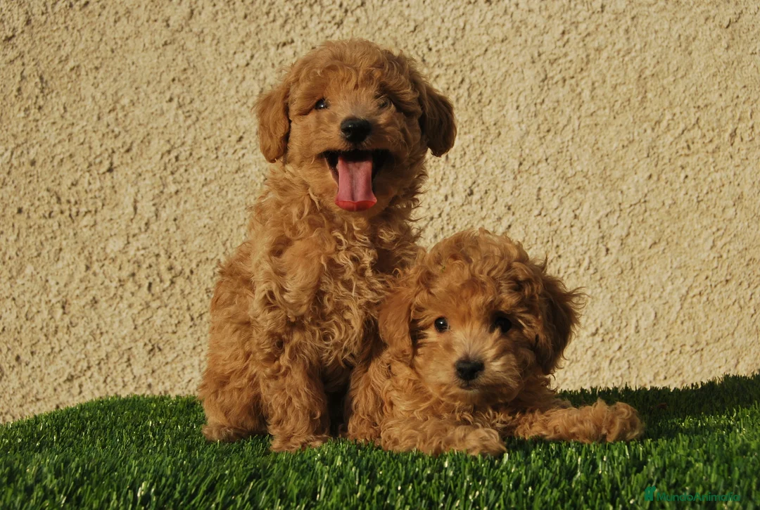 Caniche Toy perros en venta: Cachorros de Caniche disponibles, somos criadores en Madrid - Anuncio 8