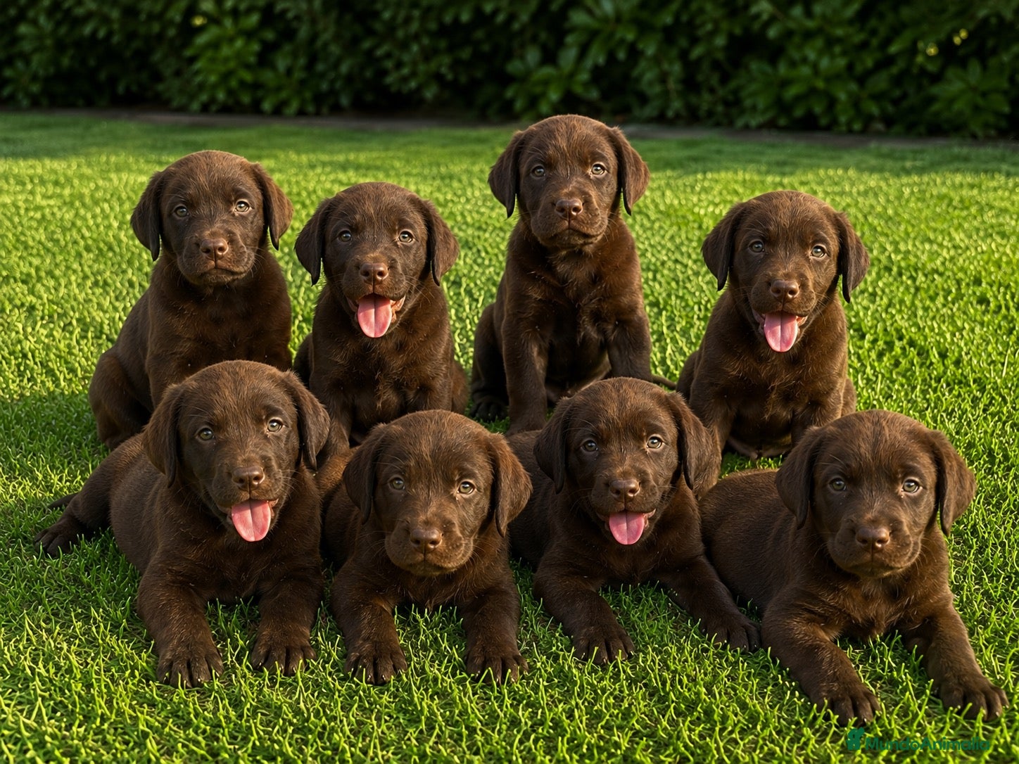 Labrador Retriever perros CACHORROS DE LABRADOR CHOCOLATE - Anuncio 2