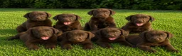 Labrador Retriever perros en venta: CACHORROS DE LABRADOR CHOCOLATE - Anuncio 2