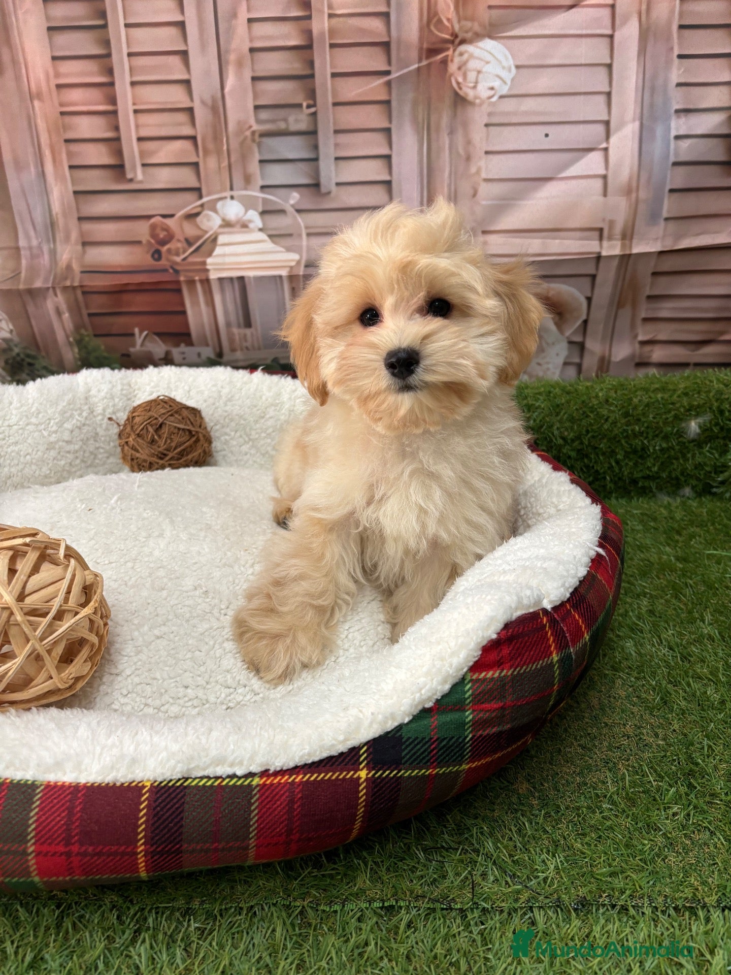 Maltipoo perros Maltipoo listo para conocer a su nueva famila!! - Anuncio 1