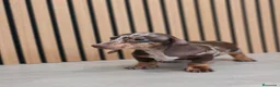 Teckel Miniatura perros en venta: Teckel Mini Arlequín macho  - Anuncio 2