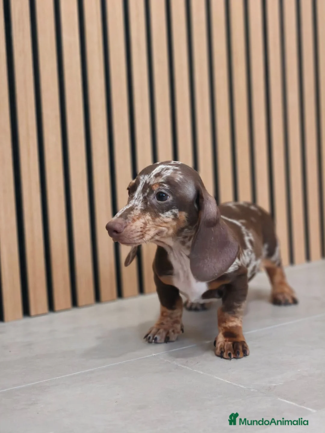 Teckel Miniatura perros en venta: Teckel Mini Arlequín macho  - Anuncio 2