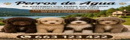 Perro de Agua Español perros en venta: Perro de agua Español - Anuncio 1