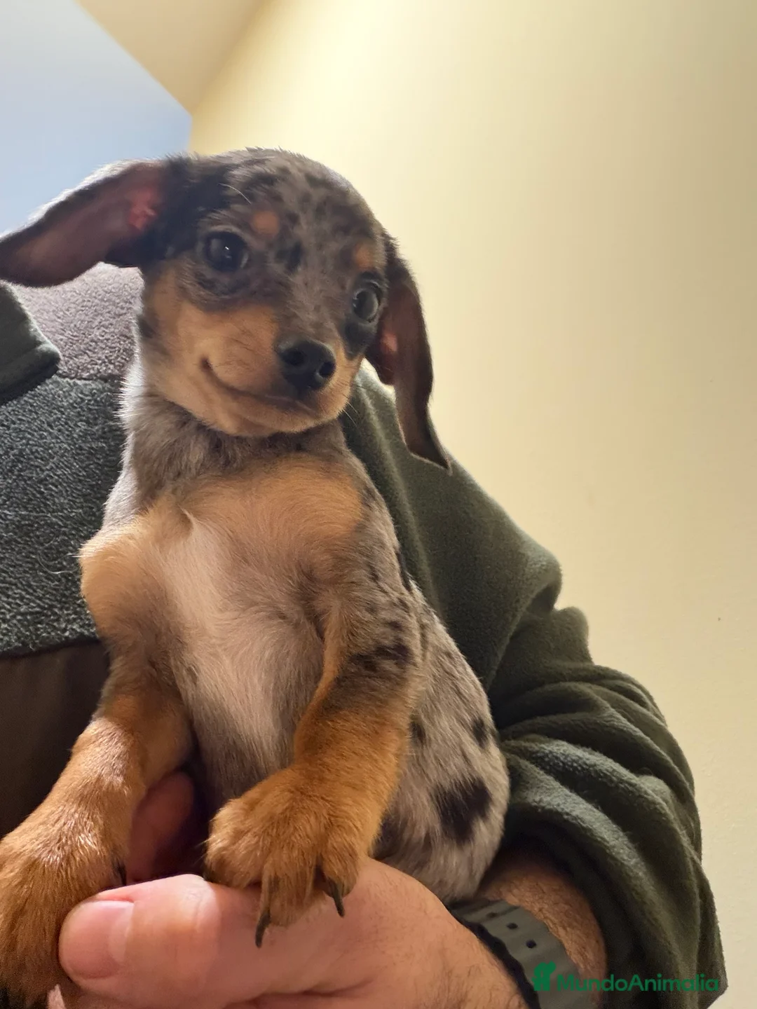 Raza Mixta perros en venta: Guapísimo cachorro cruce Teckel y Chuguagua  - Anuncio 3