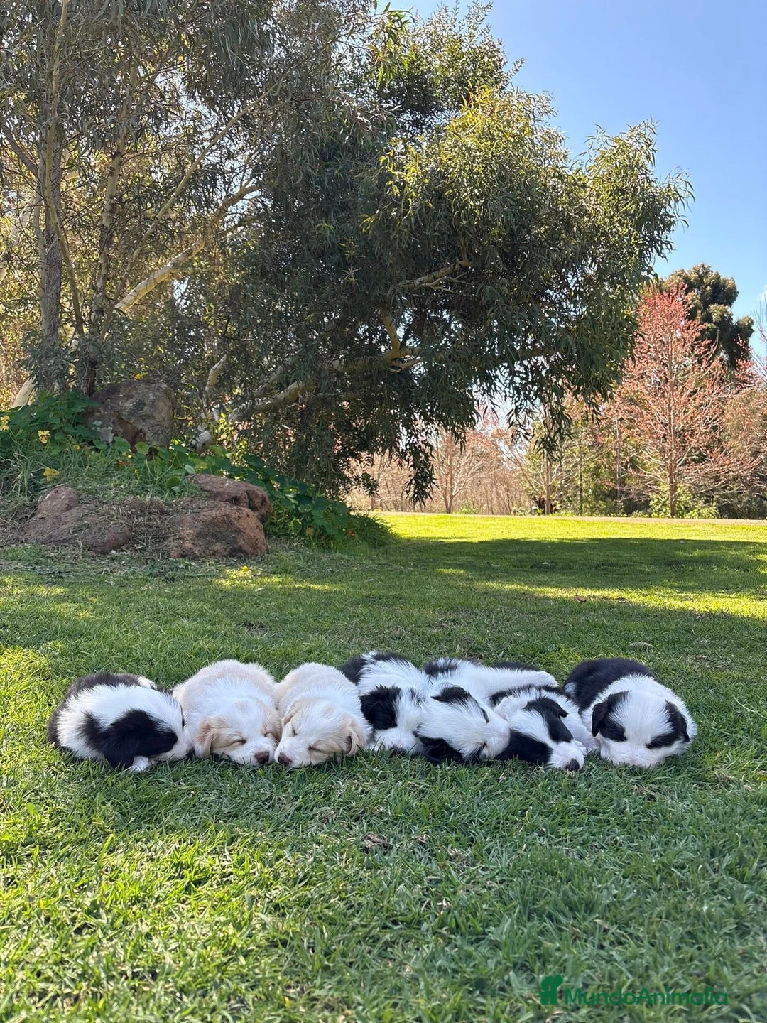 Border Collie perros en venta: Border collie puppies - Anuncio 1