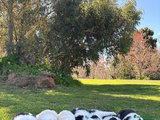 Border Collie perros Border collie puppies - Anuncio 2