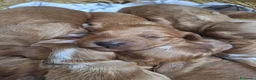 Cockapoo perros en venta: Cockapoo - Anuncio 3