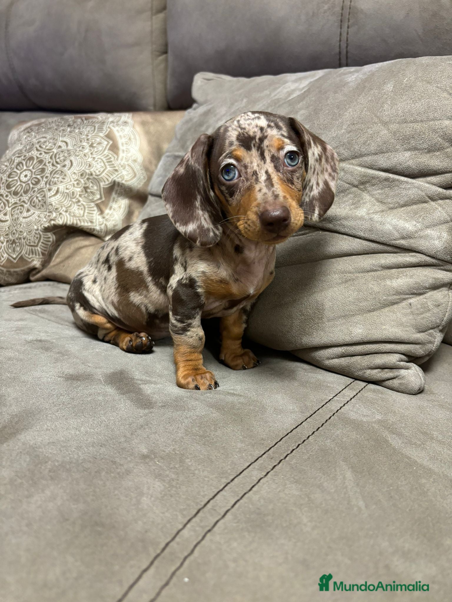 Teckel Miniatura perros Teckel miniatura TODA ESPAÑA  - Anuncio 2