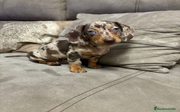 Teckel Miniatura perros en venta: Teckel miniatura TODA ESPAÑA  - Imagen 2