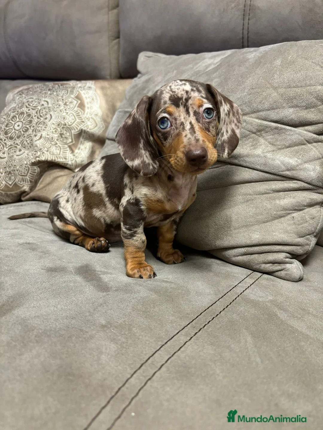 Teckel Miniatura perros en venta: Teckel miniatura TODA ESPAÑA  - Anuncio 2