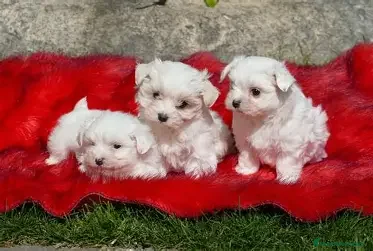Bichón Maltés perros CACHORRO BICHON MALTES - Anuncio 1