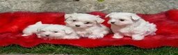 Bichón Maltés perros en venta: CACHORRO BICHON MALTES - Anuncio 1