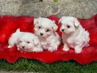 Bichón Maltés perros CACHORRO BICHON MALTES - Anuncio 1