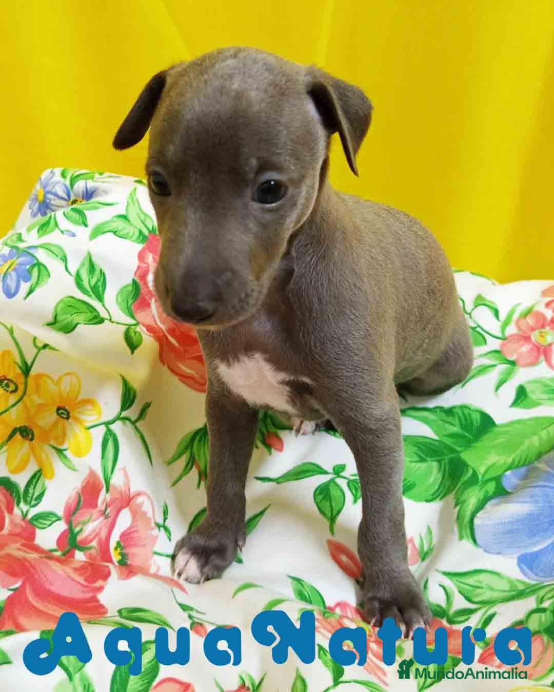 Pequeño Lebrel Italiano perros Lebrel Italiano Macho 1751 AQUANATURA - Anuncio 15