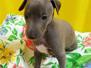 Pequeño Lebrel Italiano perros - Anuncio 33