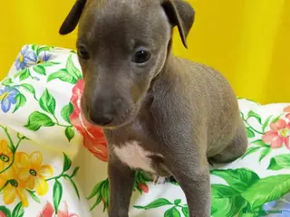 Pequeño Lebrel Italiano perros Lebrel Italiano Macho 1751 AQUANATURA - Anuncio 3