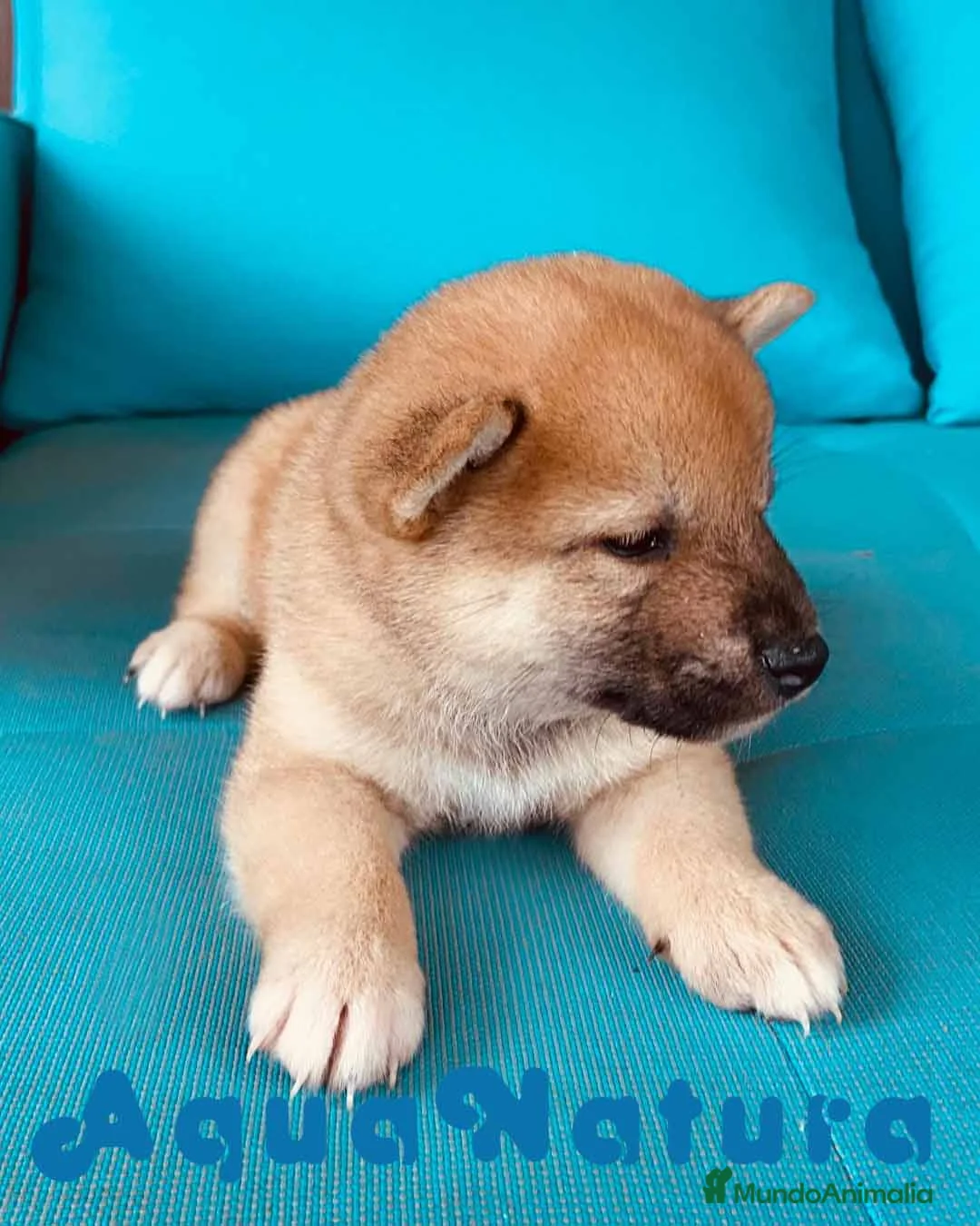 Shiba Inu perros en venta:  Shiba Inu Hembra de Magy 6942 - AQUANATURA en Barcelona - Anuncio 6