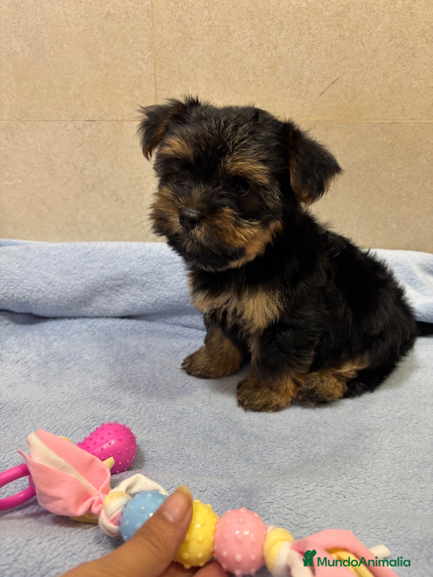 Yorkshire Terrier perros Yorkshire toy negro fuego - Anuncio 7