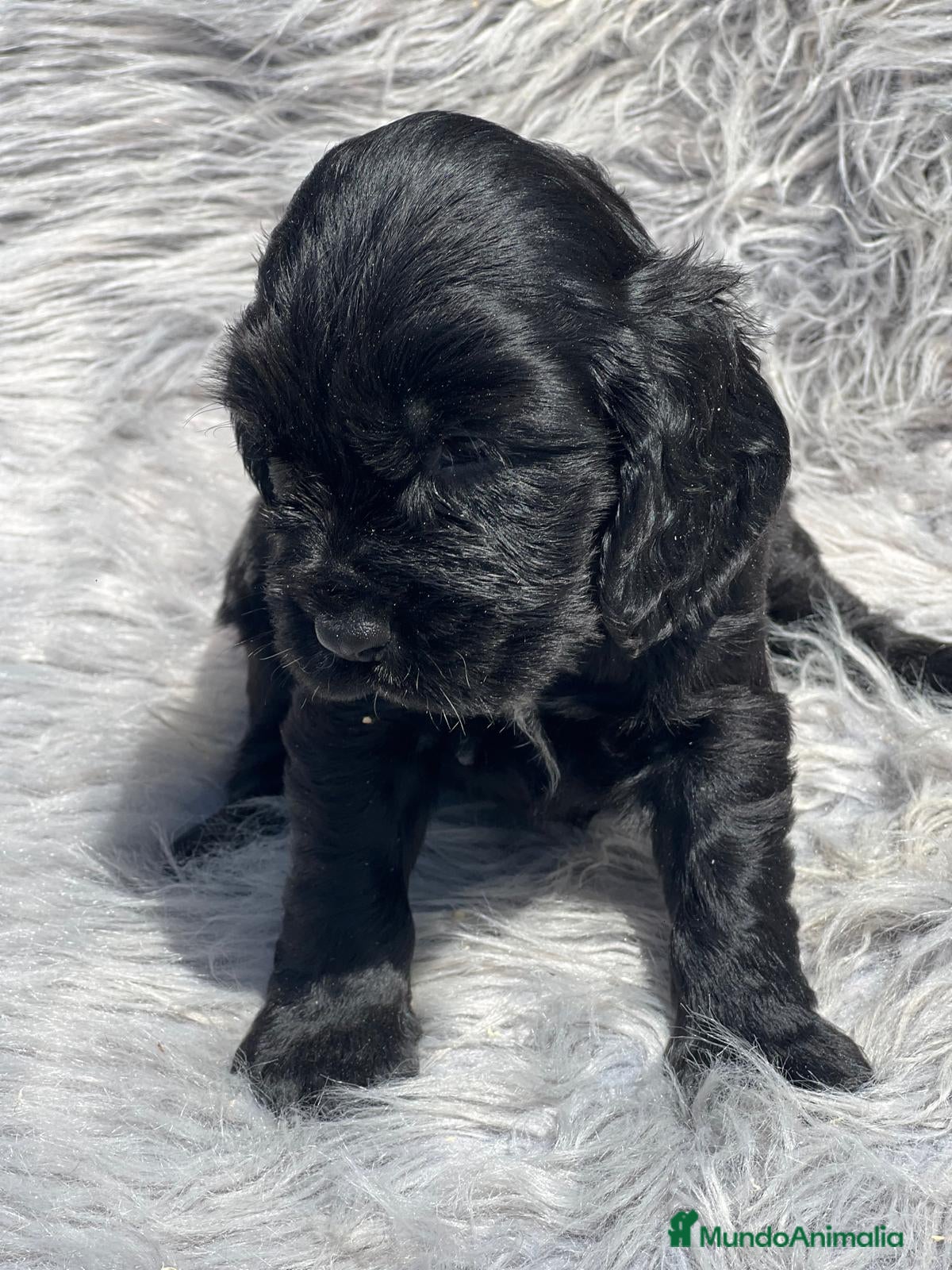 Cocker Spaniel Inglés perros COCKER SPANIEL INGLÉS NEGRO - Anuncio 11