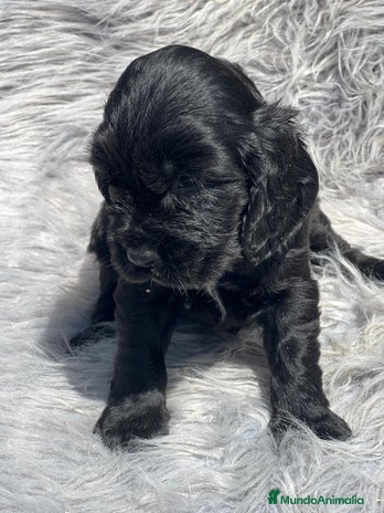 Cocker Spaniel Inglés perros - Anuncio 20