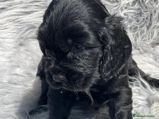 Cocker Spaniel Inglés perros COCKER SPANIEL INGLÉS NEGRO - Anuncio 6