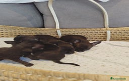 Chihuahua perros en venta: Chihuahua mini cabeza manzana - Imagen 2