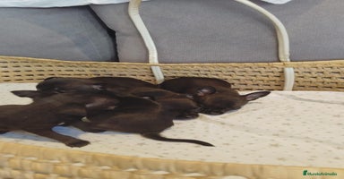 Chihuahua perros - Anuncio 3