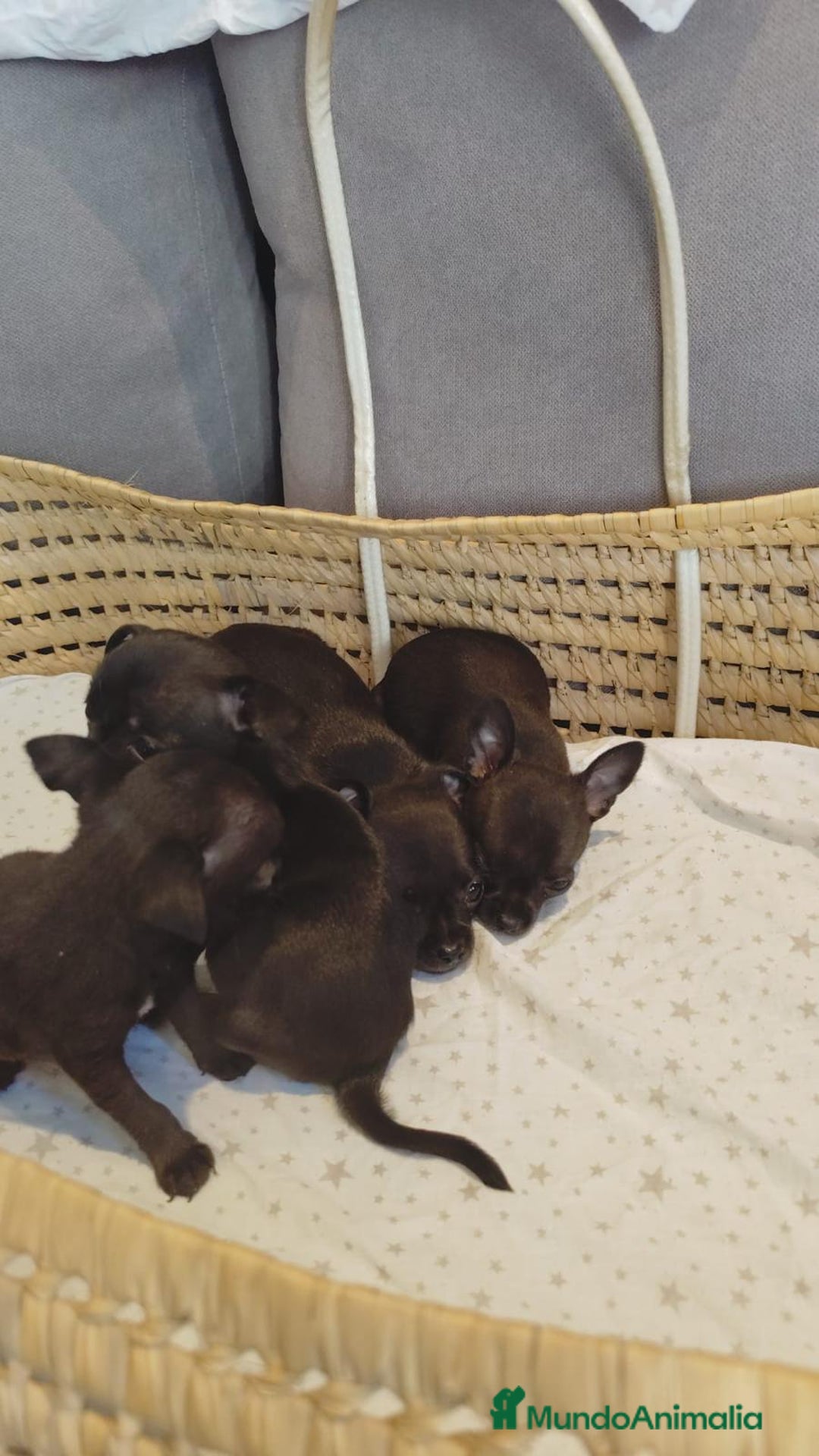 Chihuahua perros en venta: Chihuahua mini cabeza manzana - Imagen 2