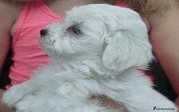 Bichón Maltés perros en venta: Maltés Toy. - Imagen 3