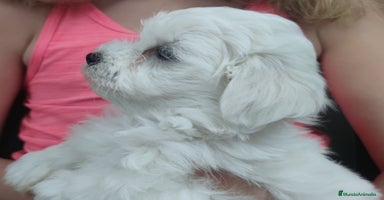 Bichón Maltés perros - Anuncio 8