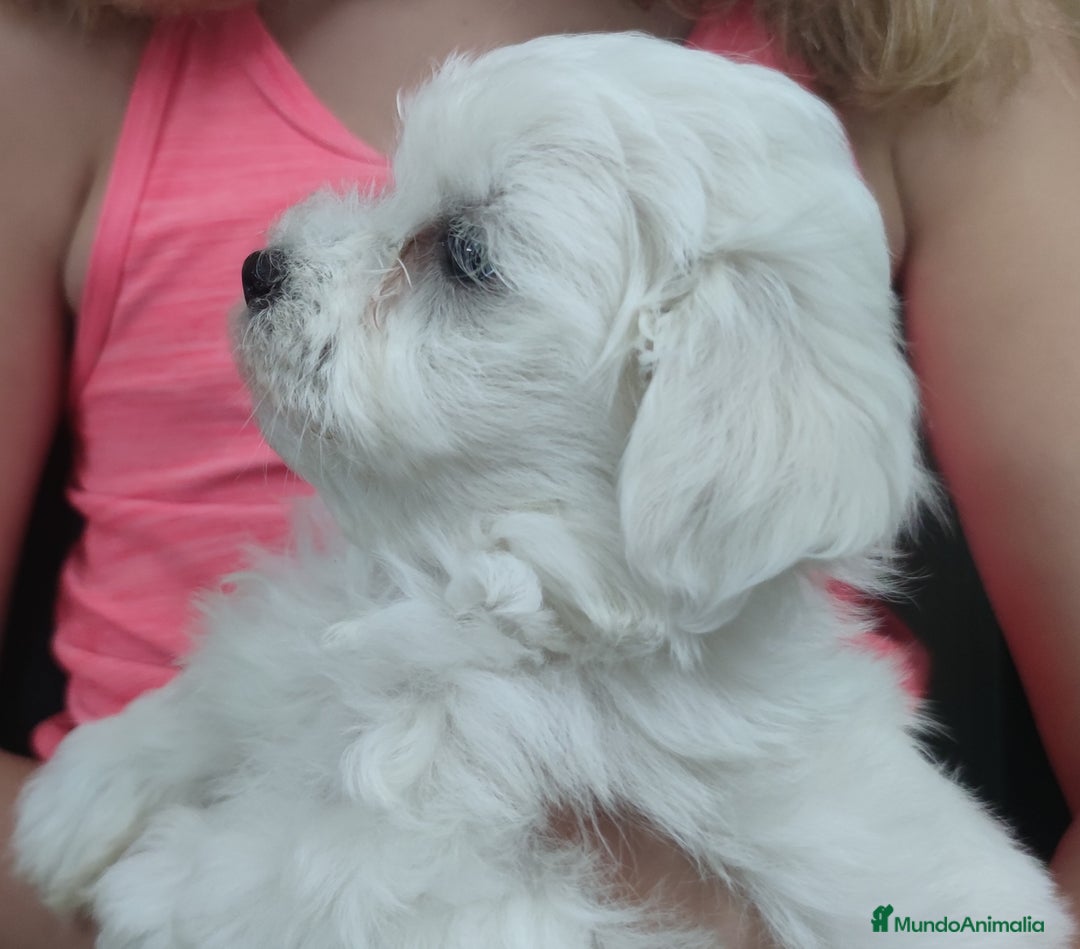 Bichón Maltés perros en venta: Maltés Toy. - Imagen 3
