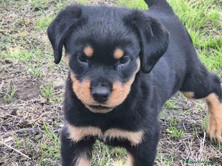 Rottweiler perros en Barcelona - Anuncio 2