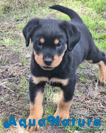 Rottweiler perros en Barcelona - Anuncio 2