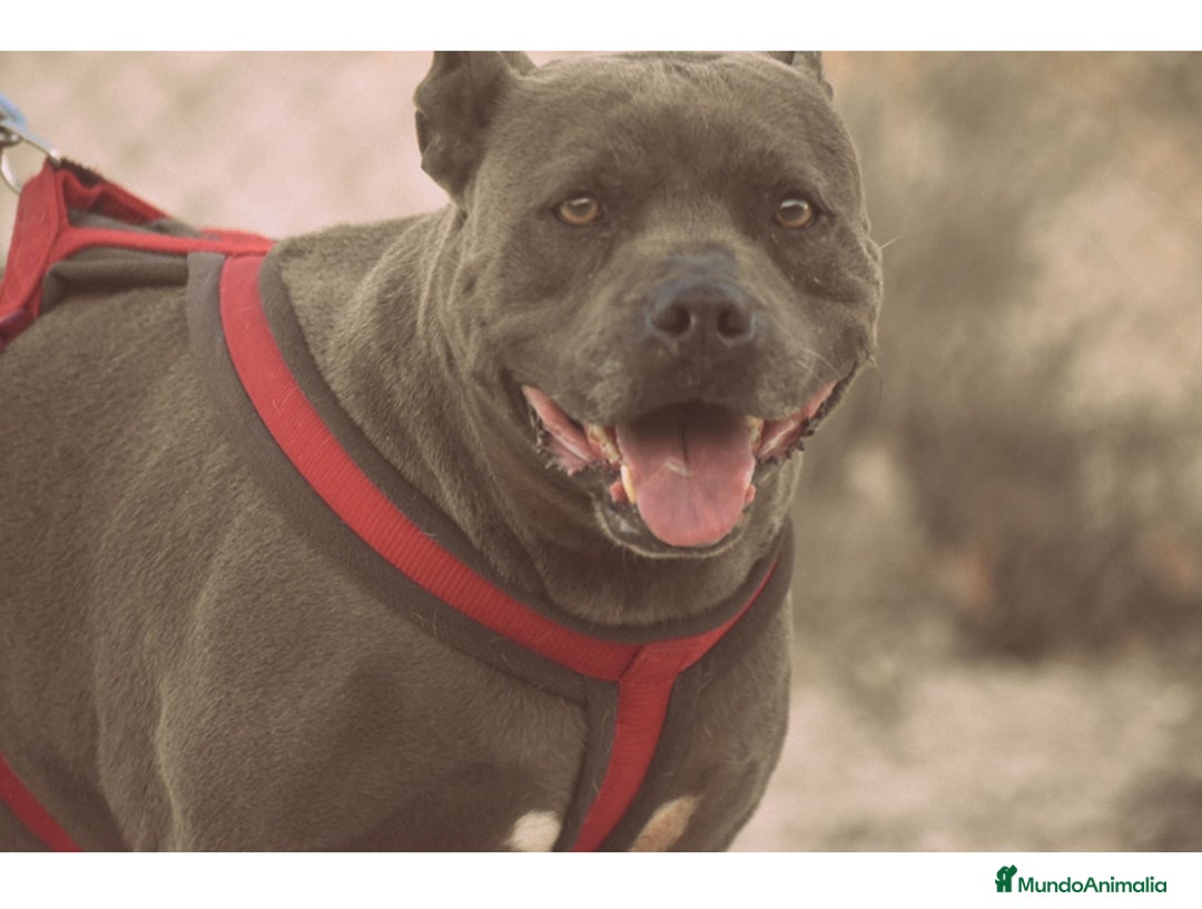 Staffordshire Bull Terrier perros en adopcion: MANÉ ❤️ en Adopción  - Anuncio 2