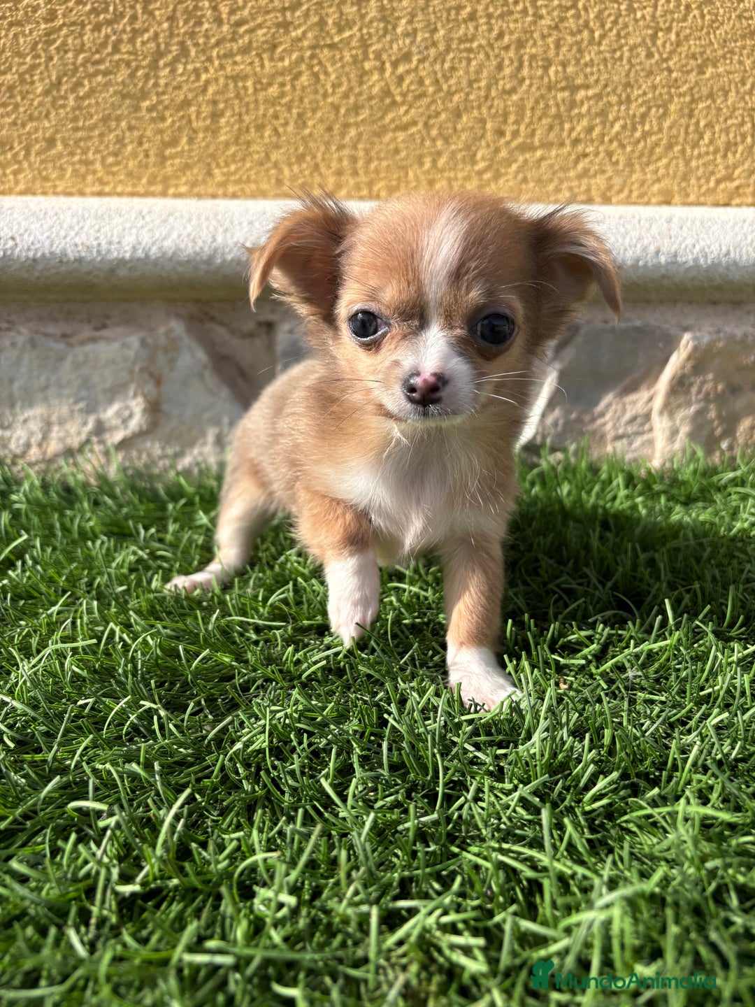 Chihuahua perros en venta: Chihuahua mini Toy pelo largo chocolate - Anuncio 6