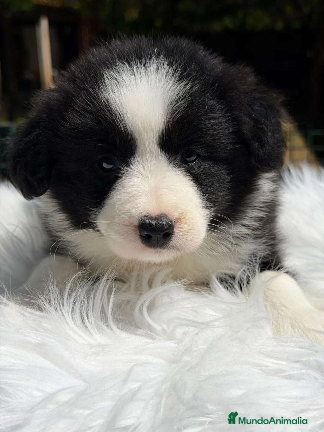 Border Collie perros en venta: BORDER COLLIE BICOLOR DISPONIBLES - Anuncio 2
