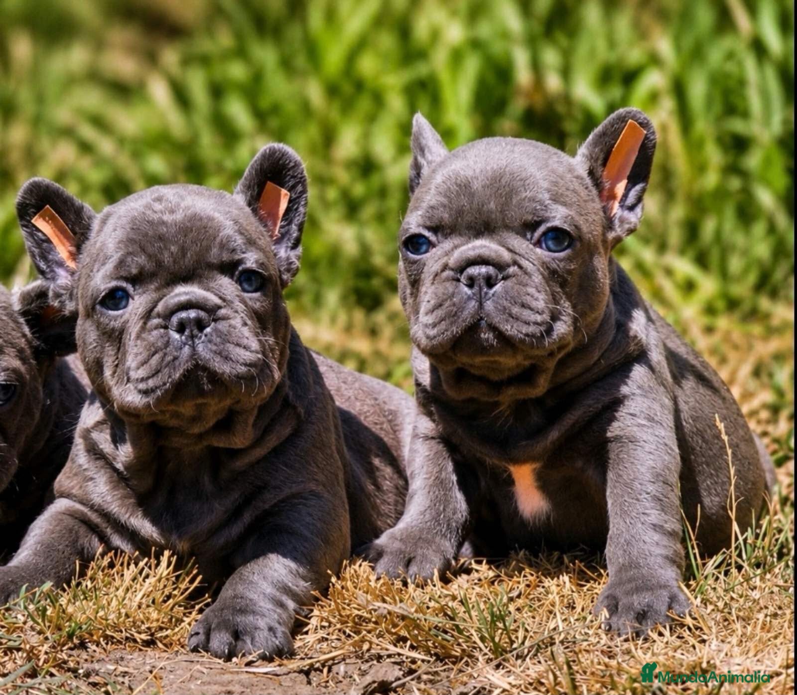 Bulldog Francés perros Bulldog francés  - Anuncio 1