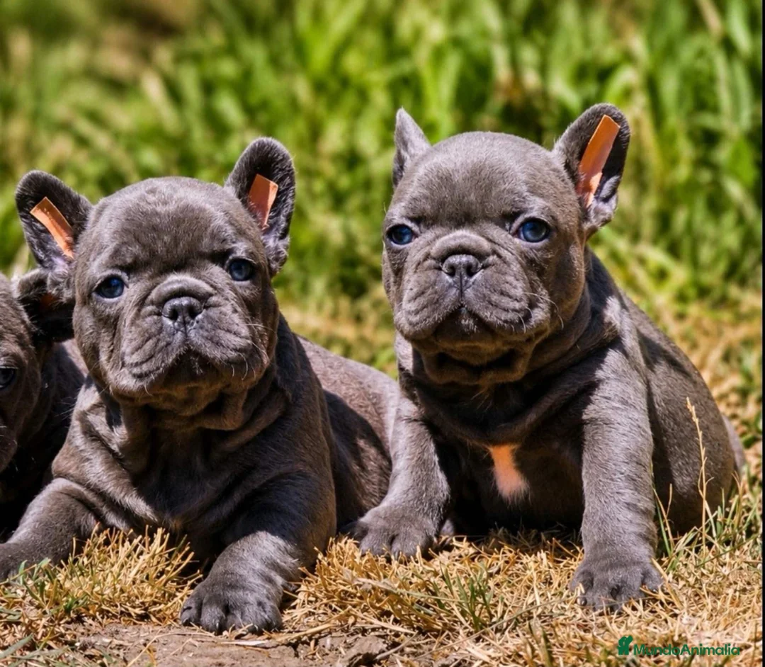 Bulldog Francés perros en venta: Bulldog francés  - Anuncio 1