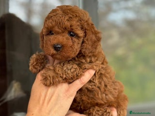 Caniche Toy perros - Anuncio 4