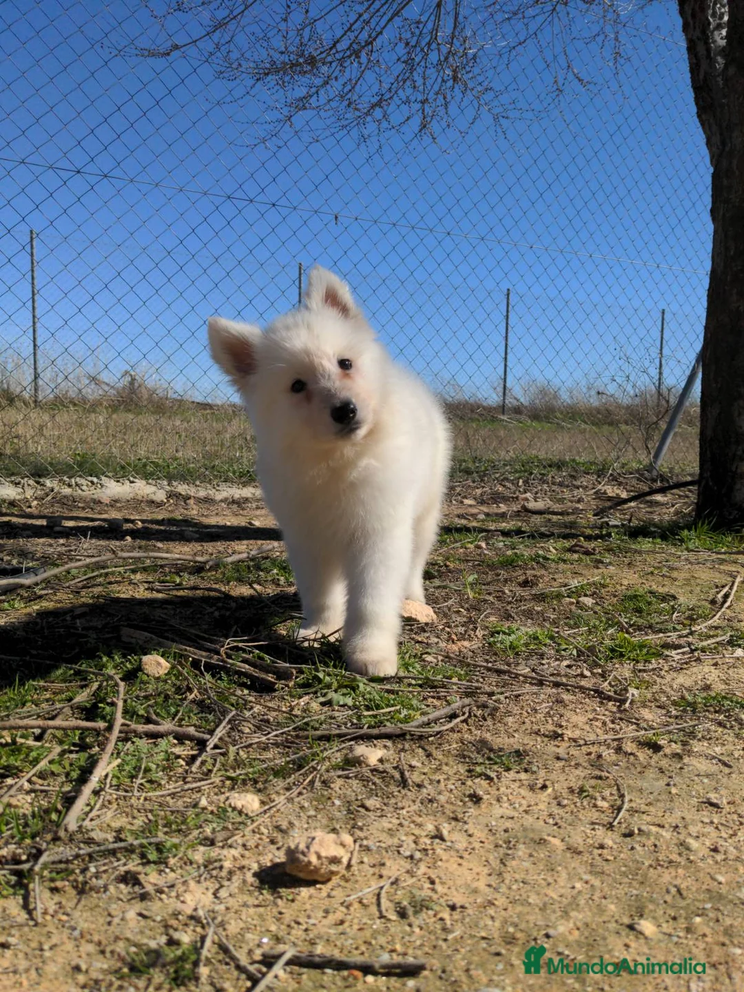 Pastor Blanco Suizo perros en venta: Preciosa hembra de pastor suizo - Anuncio 6