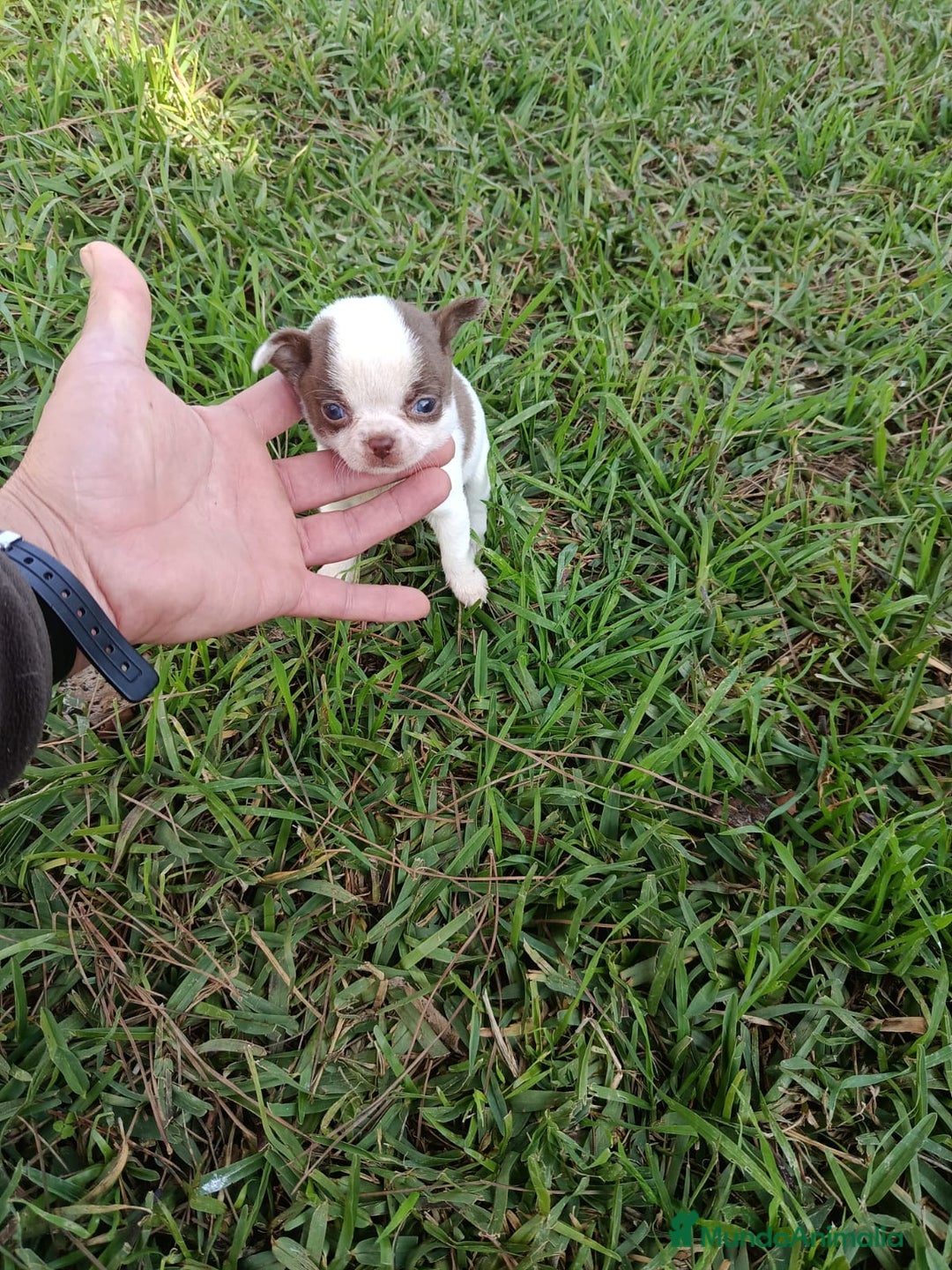 Chihuahua perros en venta: IMPRESIONANTE  CHIHUAHUA   LINEA  TOY   - Anuncio 6