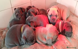 Bulldog Francés perros en venta: Bulldog francés Blue y blue and tang  en León - Imagen 4