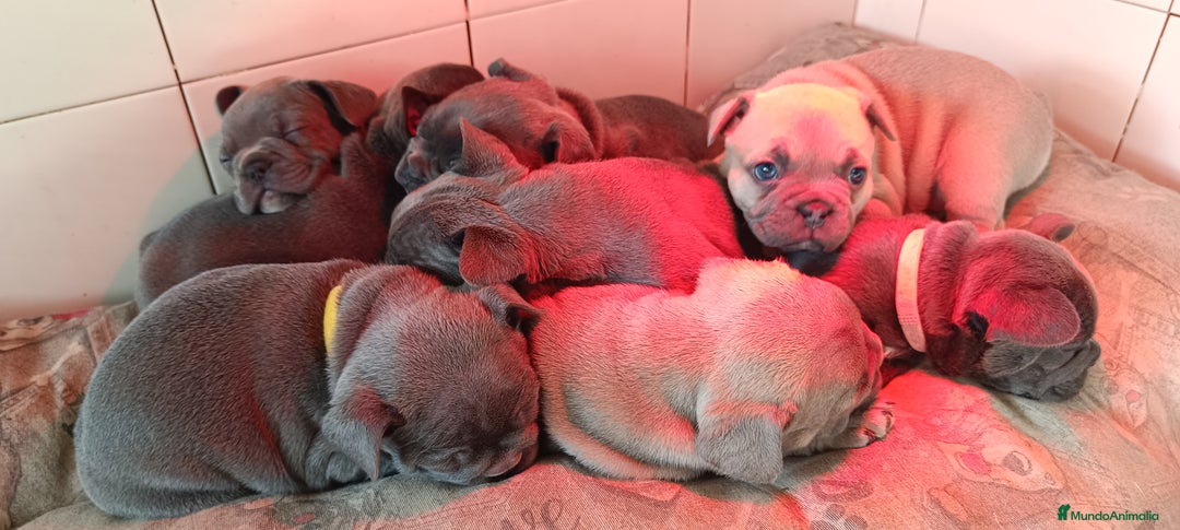Bulldog Francés perros en venta: Bulldog francés Blue y blue and tang  en León - Imagen 4